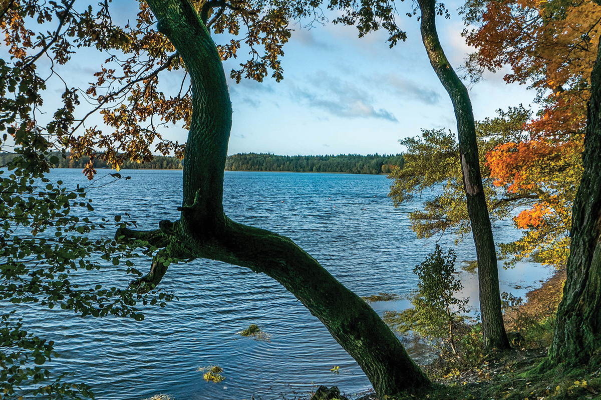 Widok na jezioro Świteź. Na pierwszym planie fragmenty trzech drzew z wiodącym przechylonym  na lewo pniem drzewa, z którego pionowo wyrasta konar. Wokół obramowania fotografii mieniące się na zielono, żółto i pomarańczowo liście. W tle morska tafla wody jeziora lekko pofalowana. Na horyzoncie las. Powyżej błękit nieba z lekko poszarpanymi ciemnymi chmurami.