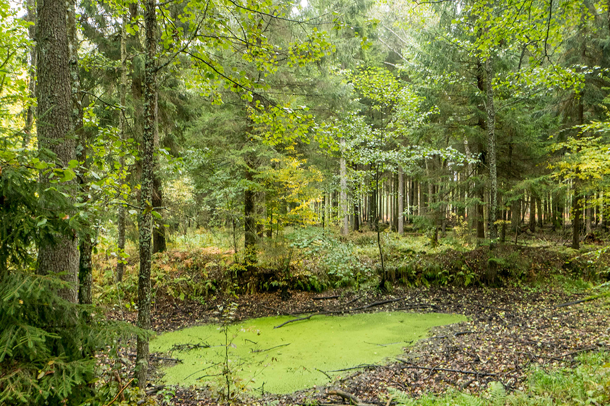 Zazielenione oczko wodne w lesie. Dawny park dworski przybiera formę zalesionego terenu. 